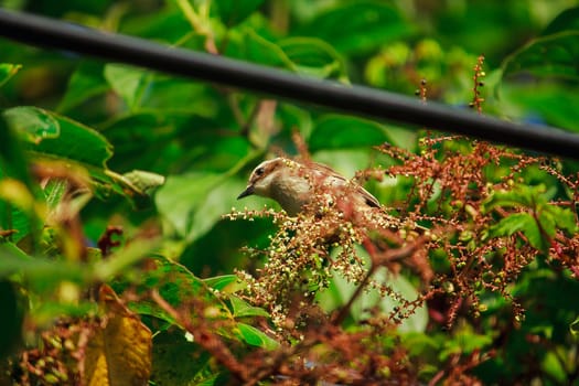 fulvetta (bird) on trees in Doi Inthanon National Park Thailand