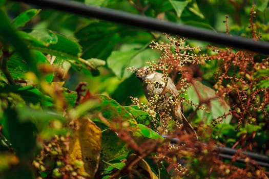 fulvetta (bird) on trees in Doi Inthanon National Park Thailand