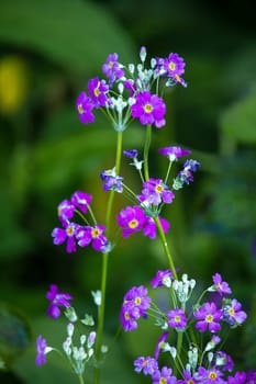 Verbena blooms in a bouquet of heart-shaped petals, with white, cream, pink, purple and red.