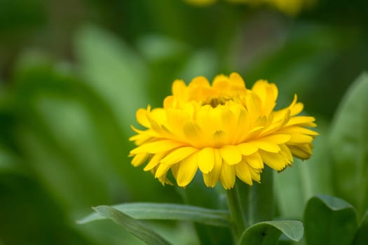 Chrysanthemum Yellow is another type of wood that is popularly grown.