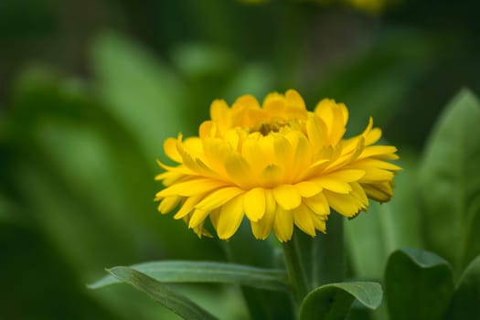 Chrysanthemum Yellow is another type of wood that is popularly grown.