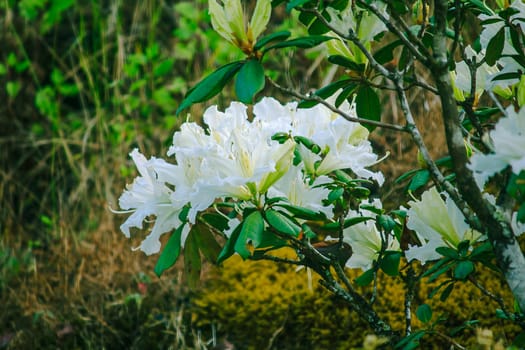 Azalea is the family name of the flowering plant in the genus Rhododendron moulmainense in Doi Inthanon National Park.