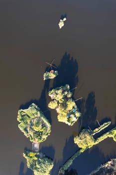 Aerial photographic documentation of the details of Lake Massaciuccoli Lucca Tuscany Italy 