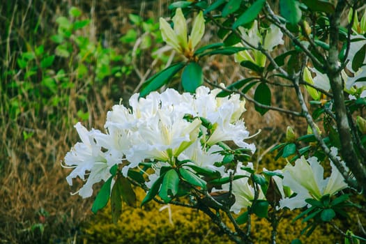 Azalea is the family name of the flowering plant in the genus Rhododendron moulmainense in Doi Inthanon National Park.