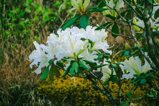 Azalea is the family name of the flowering plant in the genus Rhododendron moulmainense in Doi Inthanon National Park.