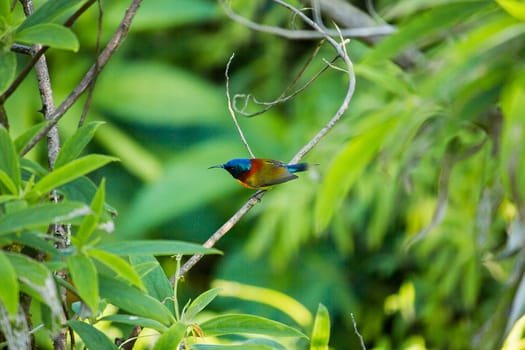 Green-tailed Sunbird on the branches Found at Doi Inthanon, Thailand