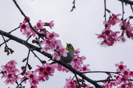 Prunus cerasoides on a branch
Prunus cerasoides on a blooming Prunus cerasoides branch.