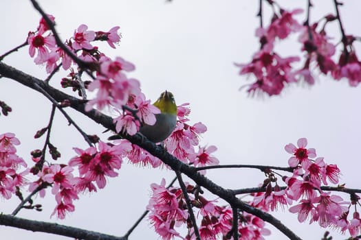 Prunus cerasoides on a branch
Prunus cerasoides on a blooming Prunus cerasoides branch.