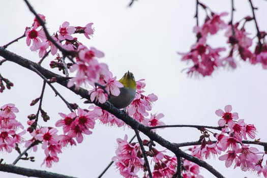 Prunus cerasoides on a branch
Prunus cerasoides on a blooming Prunus cerasoides branch.