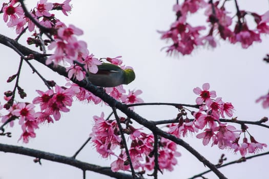 Prunus cerasoides on a branch
Prunus cerasoides on a blooming Prunus cerasoides branch.