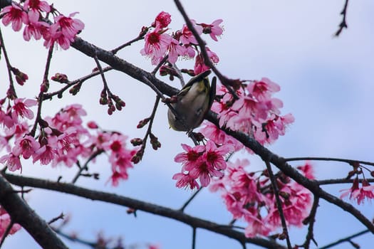 Prunus cerasoides on a branch
Prunus cerasoides on a blooming Prunus cerasoides branch.