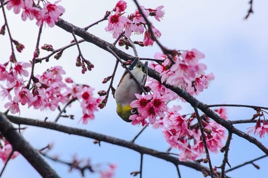 Prunus cerasoides on a branch
Prunus cerasoides on a blooming Prunus cerasoides branch.