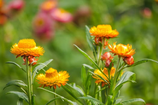 Helichrysum bracteatum is a flower that can last for a long time.