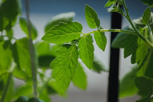 The leaves of the tomato plant