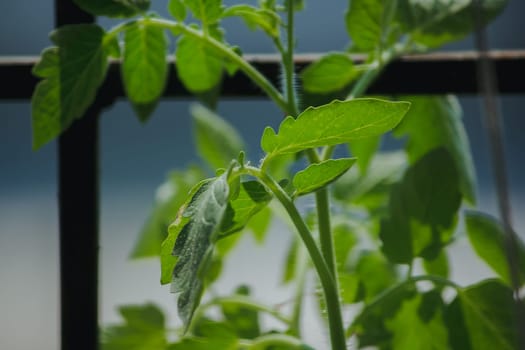 The leaves of the tomato plant
