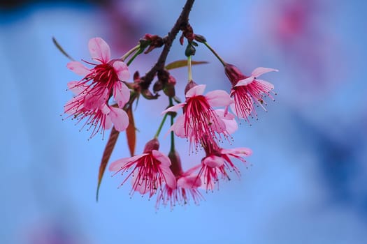 Prunus cerasoides that bloom beautifully in nature.