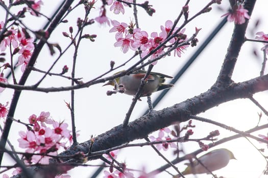 Prunus cerasoides on a branch
Prunus cerasoides on a blooming Prunus cerasoides branch.