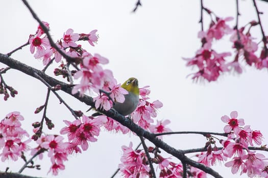 Prunus cerasoides on a branch
Prunus cerasoides on a blooming Prunus cerasoides branch.