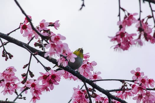 Prunus cerasoides on a branch
Prunus cerasoides on a blooming Prunus cerasoides branch.