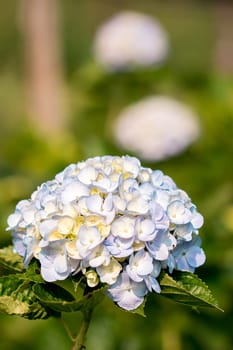 Hydrangea, yellow, mixed with purple, is blooming beautifully in the garden.