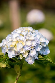 Hydrangea blue in the blooming gardenWhich is a native plant in South Asia