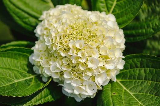 Yellow Hydrangea blooming in nature.Hydrangea is a genus of plants with 70-75 kinds of flowers.