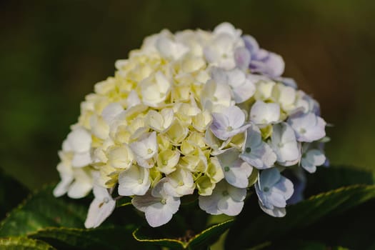 Yellow Hydrangea blooming in nature.Hydrangea is a genus of plants with 70-75 kinds of flowers.