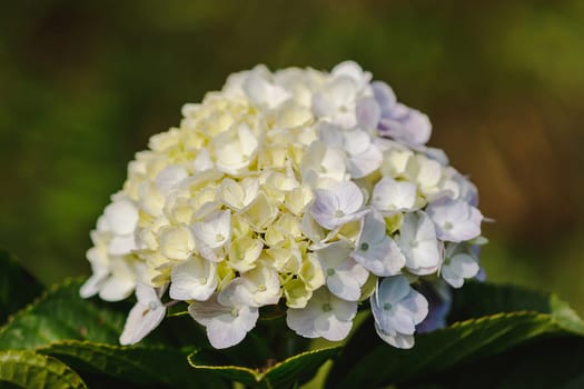 Yellow Hydrangea blooming in nature.Hydrangea is a genus of plants with 70-75 kinds of flowers.
