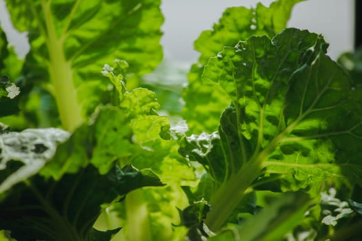 The leaves of Chinese cabbage are growing.