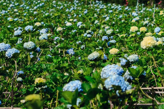 Hydrangea blue in the blooming gardenWhich is a native plant in South Asia