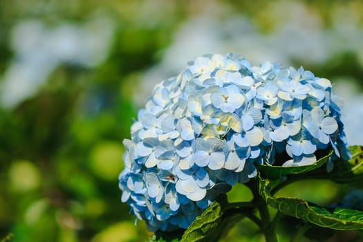 Hydrangea blue in the blooming gardenWhich is a native plant in South Asia