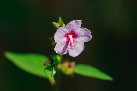 Urena lobata, beautiful pink in nature, is a poisonous plant with hairy thorns irritating