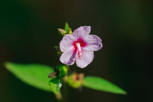 Urena lobata, beautiful pink in nature, is a poisonous plant with hairy thorns irritating