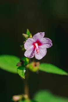 Urena lobata, beautiful pink in nature, is a poisonous plant with hairy thorns irritating