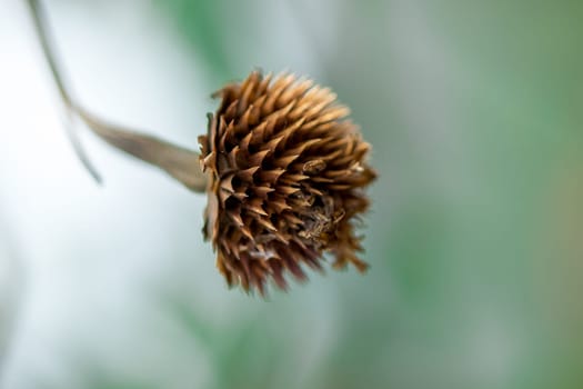 Pollen of Zinnia, dried in nature