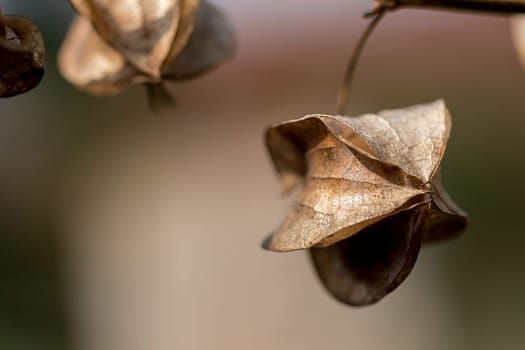 Physalis angulata is dry, another type of Thai herb that is found along the way.