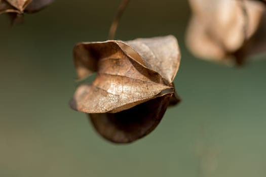 Physalis angulata is dry, another type of Thai herb that is found along the way.