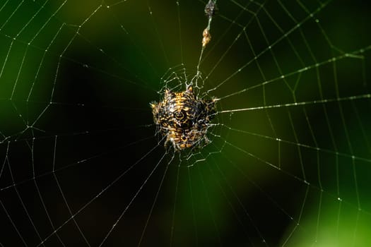 The spider is on the web.
