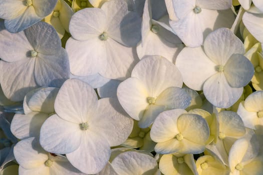 White Hydrangea blooming in nature.