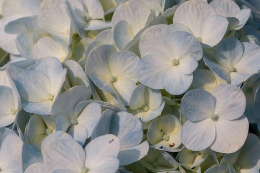 White Hydrangea blooming in nature.