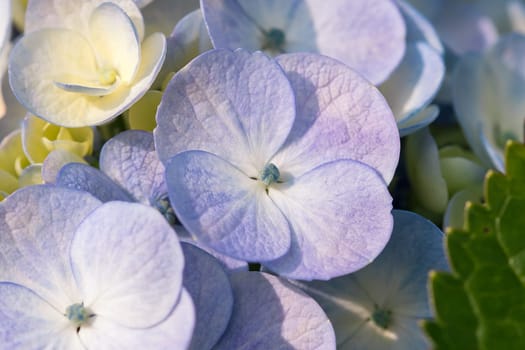 White Hydrangea blooming in nature.