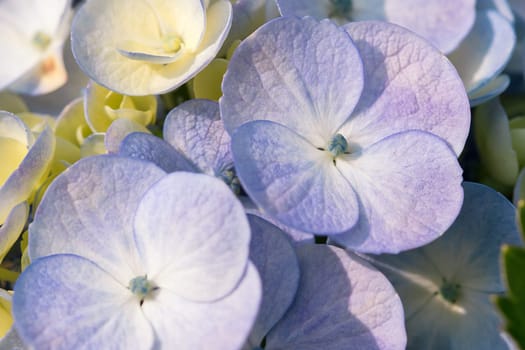 White Hydrangea blooming in nature.