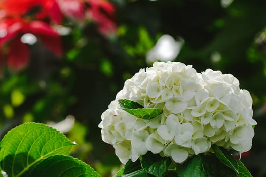 White Hydrangea blooming in nature.