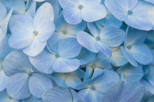 Hydrangea blue in the blooming garden.Which is a native plant in South Asia