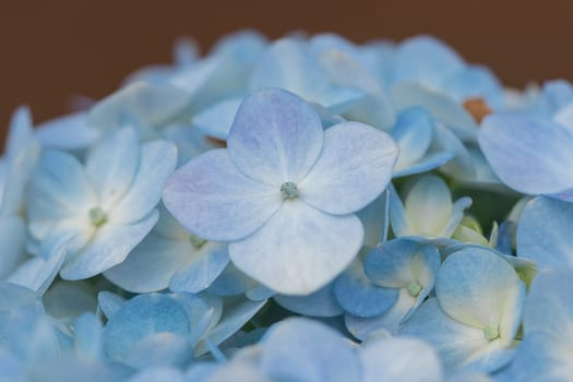 Hydrangea blue in the blooming garden.Which is a native plant in South Asia