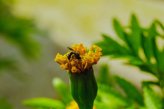 Bee on Tagetes erecta, yellow in nature