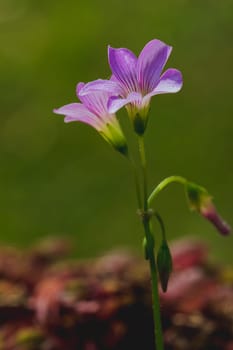 Oxalis triangularis in nature are blooming