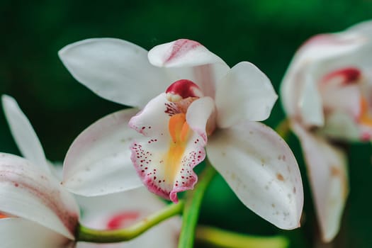 White clay orchids are full bloom.