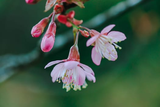 Prunus cerasoides that bloom beautifully in nature.