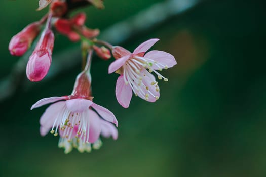 Prunus cerasoides that bloom beautifully in nature.